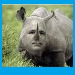 #Rhino