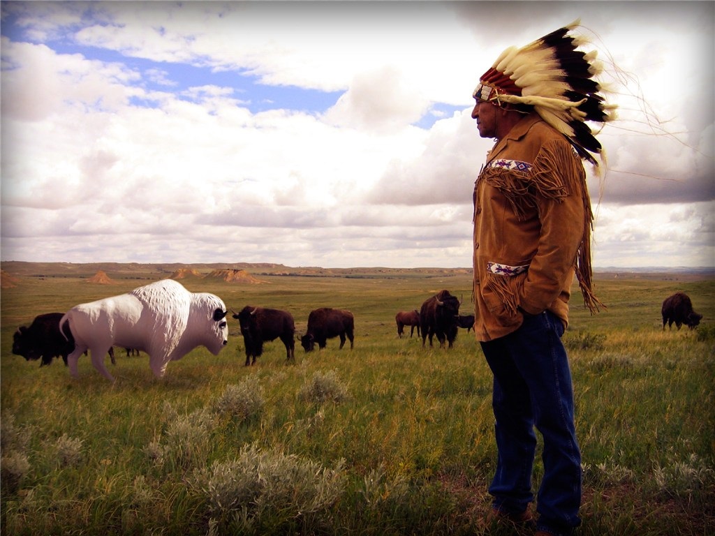 White Buffalo