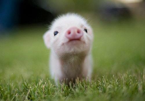 Baby piggy