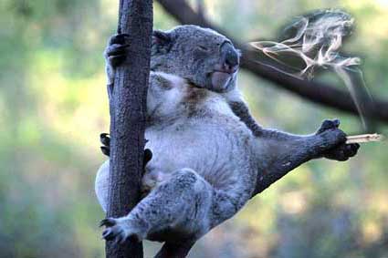 Koala smoking a joint
