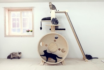 Cat wheel
