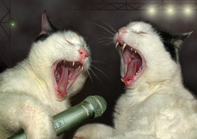 Cats singing 