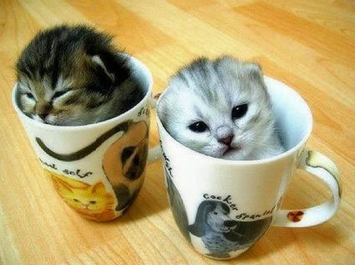 cups of cats