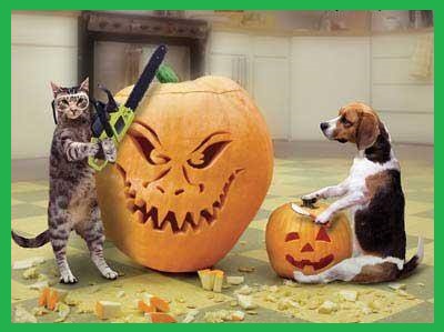 pumpkin carving cat and dog