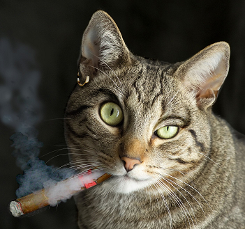Cat smoking