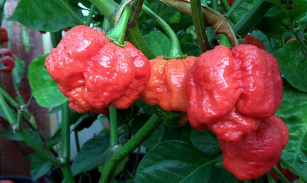trinidad scorpion pepper