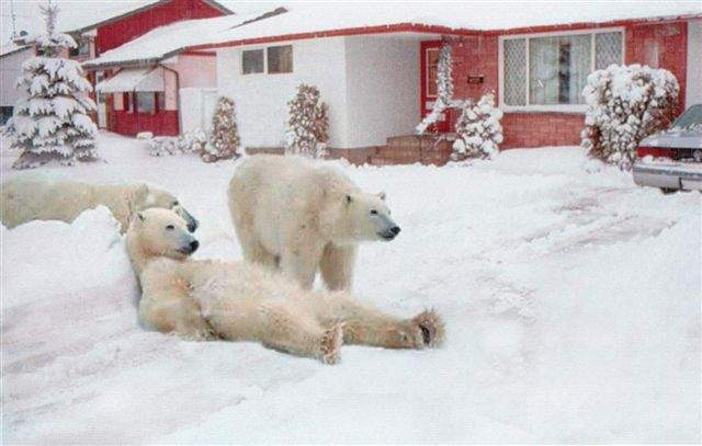 Polar bears in the front yard