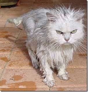 wet cat