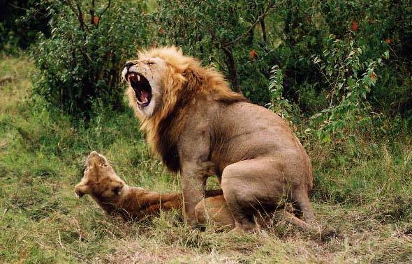 Lion dominance 