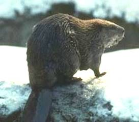 Beaver