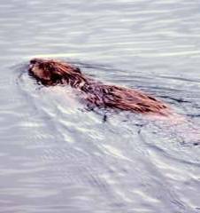 Beaver swimming