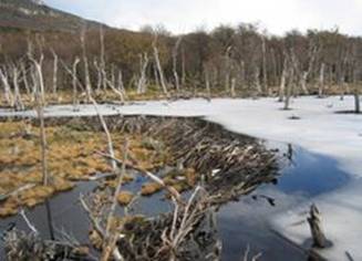 Frozen dam