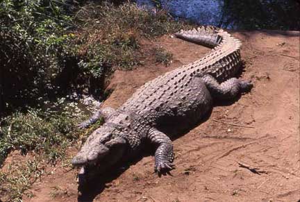 Alligator