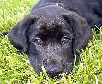 Stare into the puppies eyes for 5 seconds