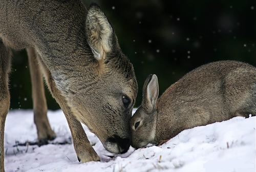 Deer and rabbit