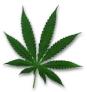 Pot marijuana weed grass dope cannibus sativa 