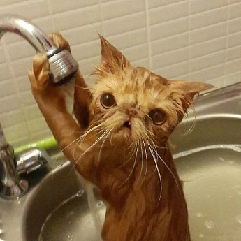 Cat playing in water