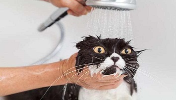 Cat shower