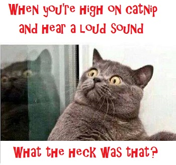 catnip