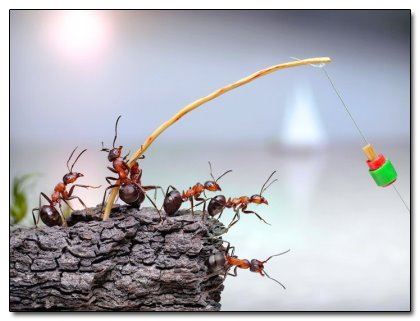 Ants fishing