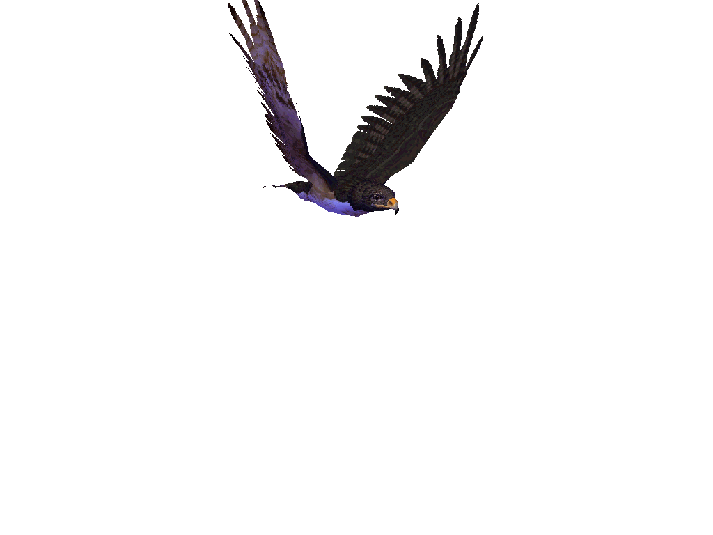 download gif burung terbang