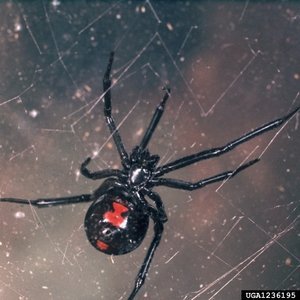 Black Widow